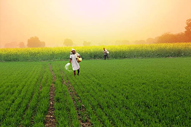 El mercado de fertilizantes de la India se enfrenta a una dinámica cambiante a medida que finaliza la exención de derechos y la licitación de MMTC impulsa los precios