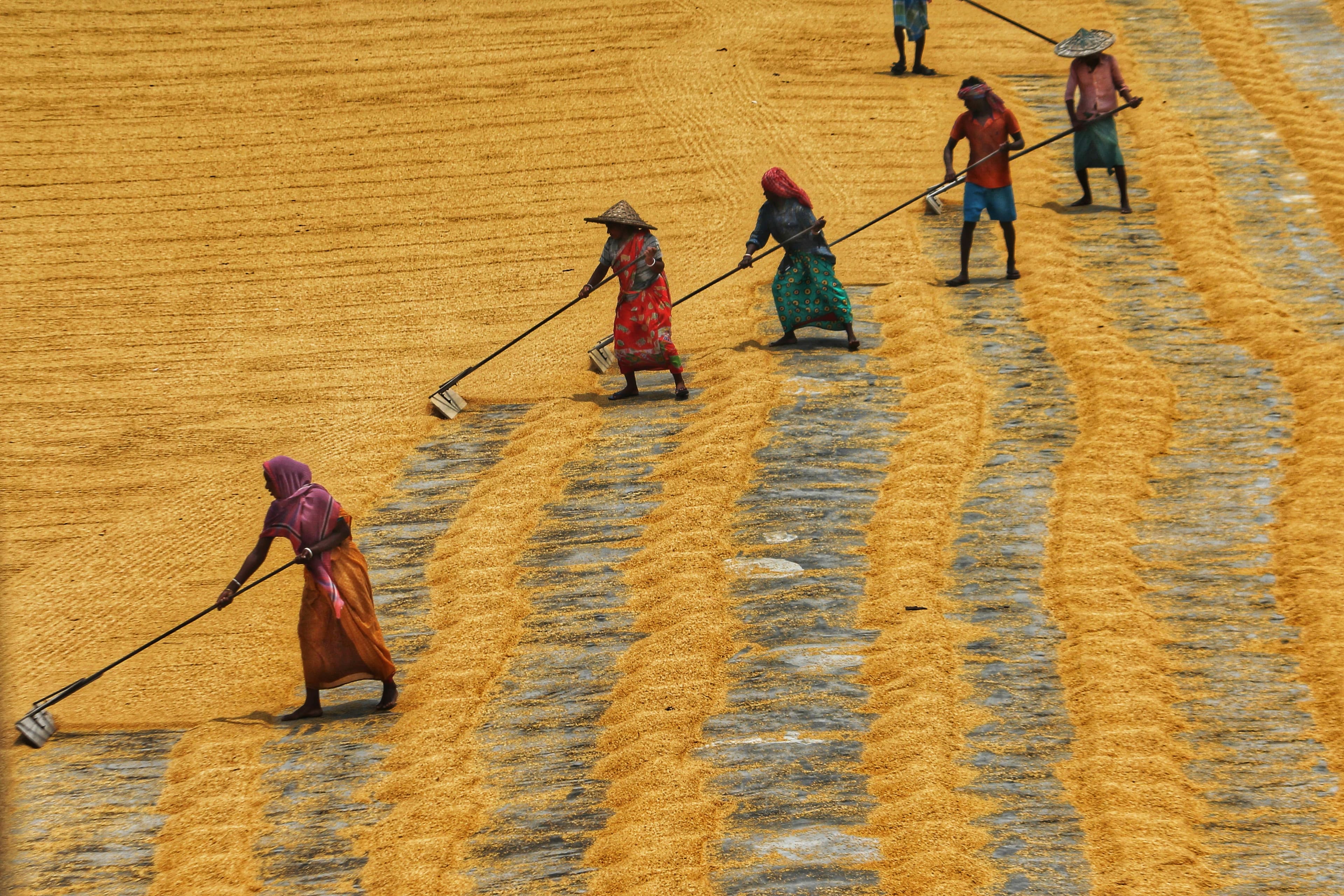 Mercado agroquímico de la India: la expiración de la exención de derechos el 30 de junio aumenta los costos de los insumos para los formuladores nacionales